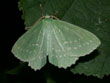 La grande Naade, la Papillonaire - Geometra papilionaria (= Hipparchus papilionaria)