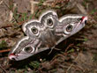 Le petit Paon de Nuit - Saturnia pavonia