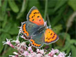 Le Bronz - Lycaena phlaeas