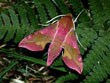 Le petit Sphinx de la Vigne - Deilephila porcellus