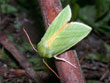 La Halias du Htre - Pseudoips prasinanus (= Pseudoips fagana)