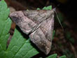 La Noctuelle  museau - Hypena proboscidalis