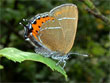 La Thcla du Prunier - Satyrium pruni