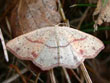 L'Ephyre ponctue, la Soutenue - Cyclophora punctaria (= Cosymbia punctaria)