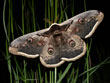 Le grand Paon de Nuit - Saturnia pyri