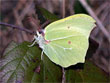 Le Citron - Gonepteryx rhamni