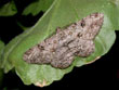 La Boarmie rhombodale - Peribatodes rhomboidaria (= Boarmia rhomboidaria)