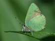 L'Argus vert - Callophrys rubi