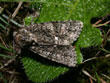 La Noctuelle de la Patience - Viminia rumicis (= Acronicta rumicis)