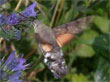 Le Moro-Sphinx, Le Sphinx du Caille-Lait - Macroglossum stellatarum