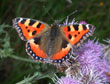 La petite Tortue - Aglais urticae