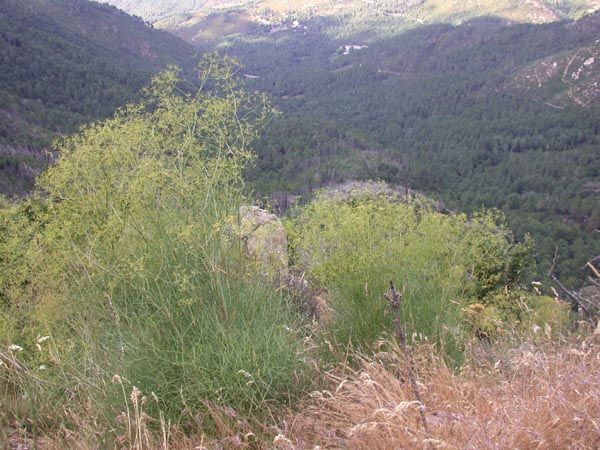 Gortyna borelii- biotope en Corse.