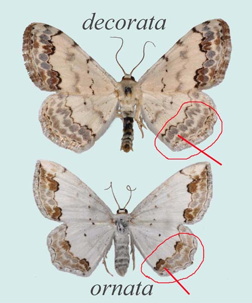 Comparatif Scopula decorata / ornata