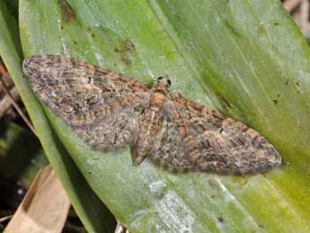 Eupithecia abbreviata Stph. adulte - ©Philippe Mothiron