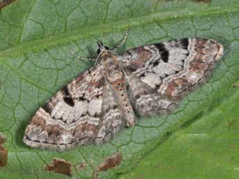 Eupithecia abietaria Gze adulte - Philippe Mothiron