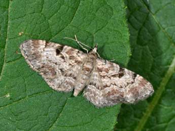 Eupithecia abietaria Gze adulte - Philippe Mothiron