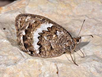 Satyrus actaea Esp. adulte - ©Philippe Mothiron