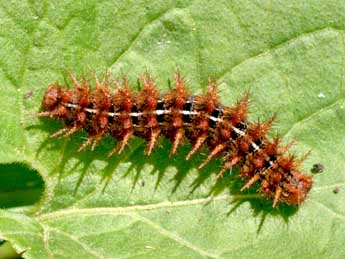  Chenille de Fabriciana adippe D. & S. - Alex Corge