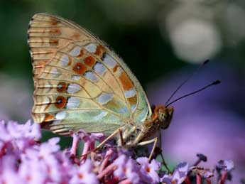 Fabriciana adippe D. & S. adulte - ©Alex Corge