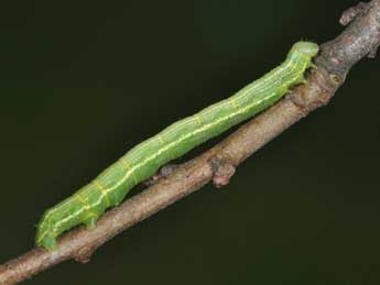  Chenille de Alsophila aescularia D. & S. - Philippe Mothiron