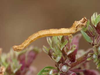  Chenille de Idaea incisaria albarracina Reiss. - ©Lionel Taurand