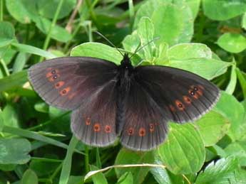 Erebia alberganus Prun. adulte - ©Philippe Mothiron