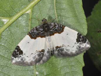 Mesoleuca albicillata L. adulte - Philippe Mothiron