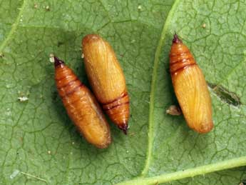  Chrysalide de Eupithecia alliaria Stgr - ©Daniel Morel