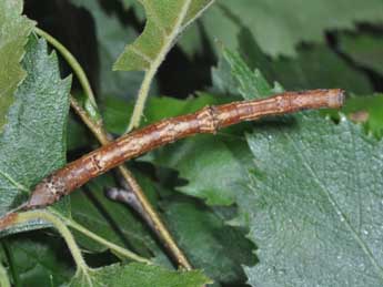  Chenille de Ennomos alniaria L. - ©Philippe Mothiron