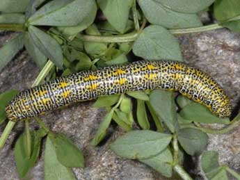  Chenille de Lycia alpina Sulz. - ©Wolfgang Wagner, www.pyrgus.de