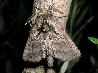 Rhegmatophila alpina Bell. adulte - Jean-Pierre Lamoline