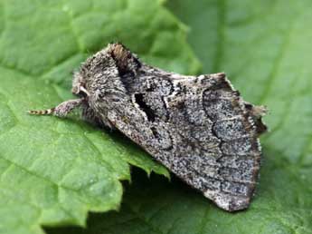 Rhegmatophila alpina Bell. adulte - ©Daniel Morel