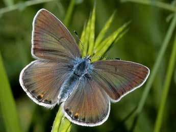 Polyommatus amandus Schndr adulte - Guy Bourderionnet