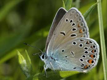 Polyommatus amandus Schndr adulte - Guy Bourderionnet