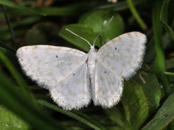 Asthena anseraria H.-S. adulte - Philippe Mothiron