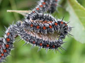  Chenille de Nymphalis antiopa L. - ©Jude Lock