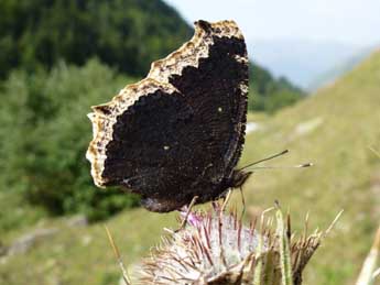 Nymphalis antiopa L. adulte - Jude Lock