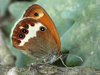 Coenonympha arcania L. adulte - Daniel Morel