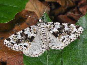 Fagivorina arenaria Hfn. adulte - Philippe Mothiron