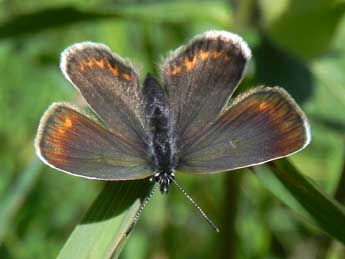 Plebejus argus L. adulte - ©Philippe Mothiron