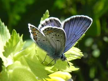 Plebejus argus L. adulte - ©Philippe Mothiron