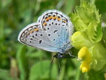 Plebejus argus L. adulte - Philippe Mothiron