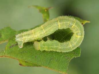  Chenille de Eupithecia assimilata Dbld. - ©Wolfgang Wagner, www.pyrgus.de