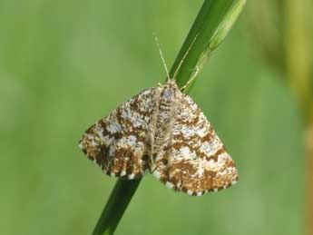 Ematurga atomaria L. adulte - ©Philippe Mothiron