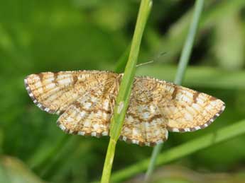 Ematurga atomaria L. adulte - ©Philippe Mothiron