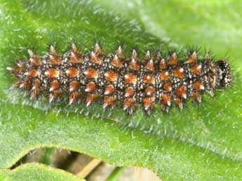  Chenille de Melitaea aurelia Nick. - ©Wolfgang Wagner, www.pyrgus.de