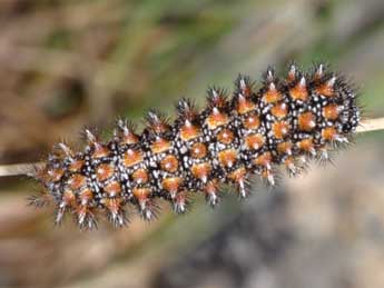  Chenille de Melitaea aurelia Nick. - ©Wolfgang Wagner, www.pyrgus.de