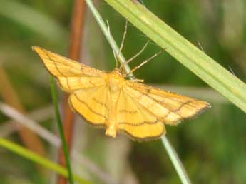 Idaea aureolaria D. & S. adulte - Philippe Mothiron