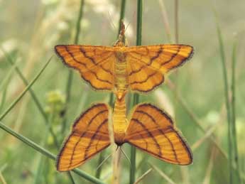 Idaea aureolaria D. & S. adulte - Jean-Pierre Lamoline