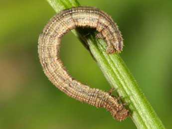  Chenille de Idaea aureolaria D. & S. - ©Wolfgang Wagner, www.pyrgus.de